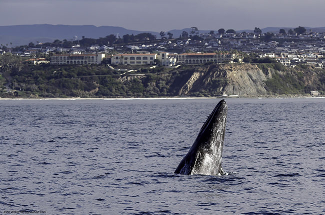 Dana Wharf Whale Watching