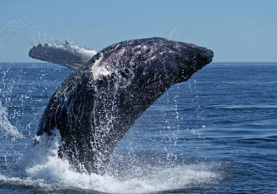 Whale Watching In Southern California