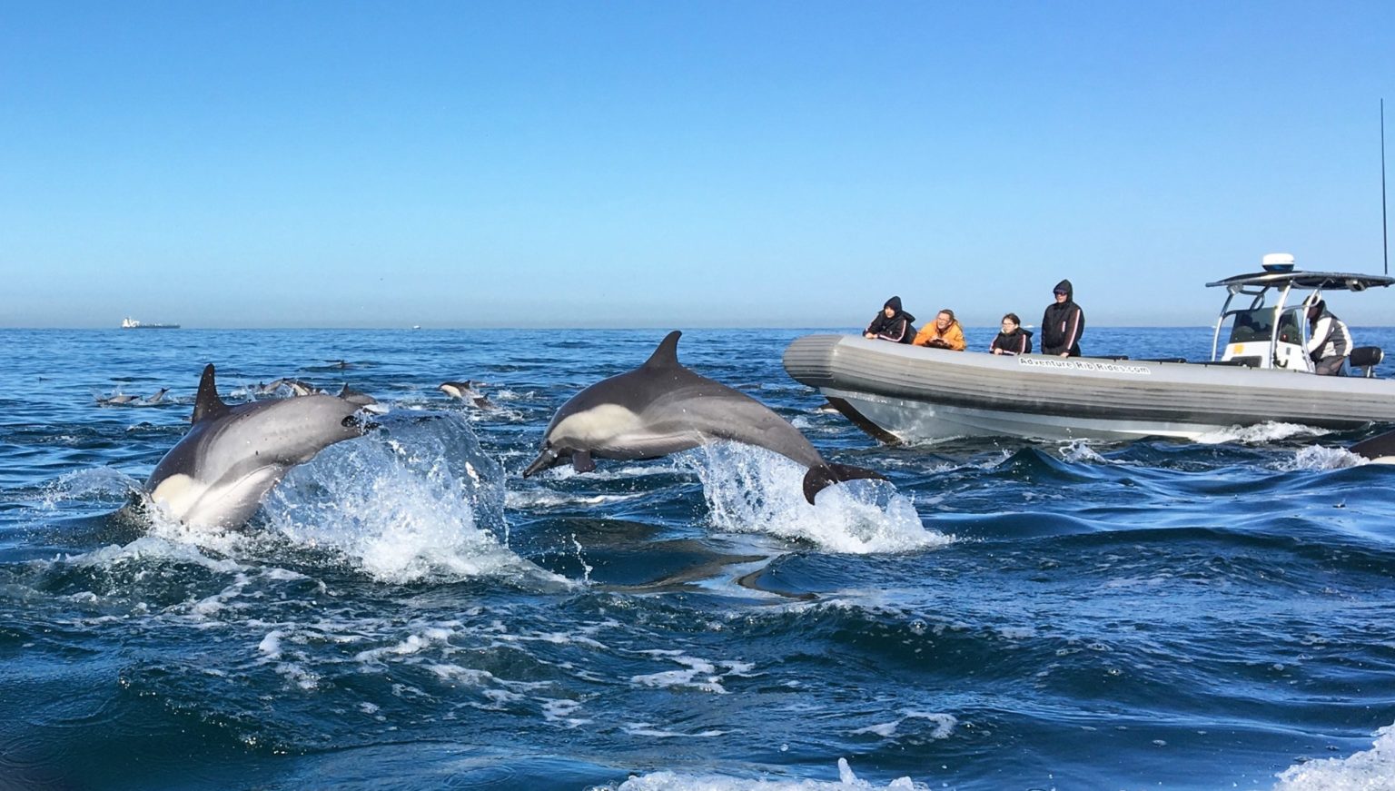 Adventure Whale Watching